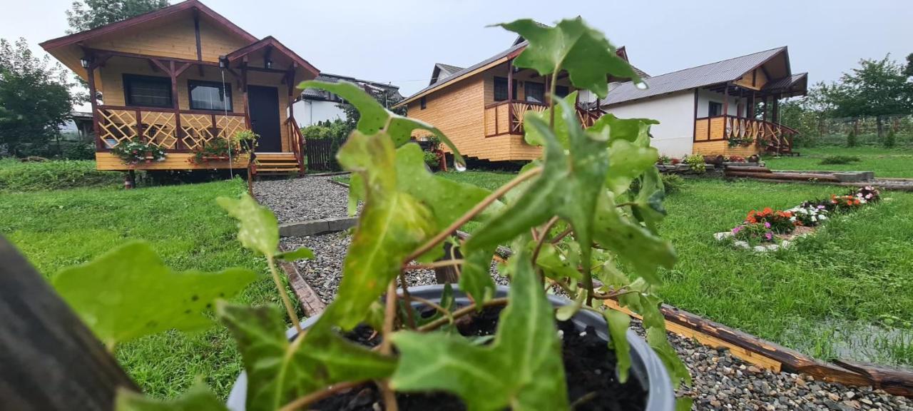 Baltina Parc Transfagarasan Villa คูร์ตา เด อาร์เจช ภายนอก รูปภาพ